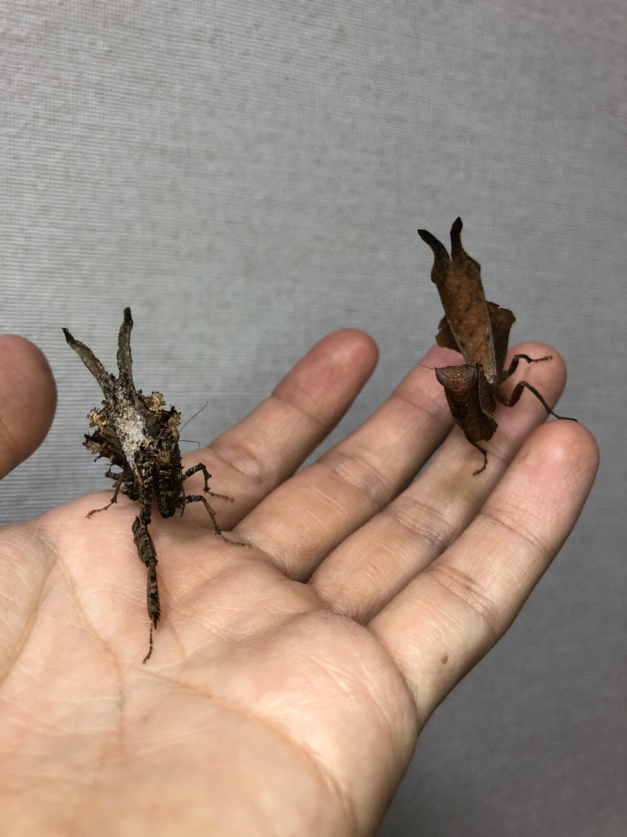 ニセコシオリカレハカマキリと無印のコシオリカレハカマキリ。よりコケ