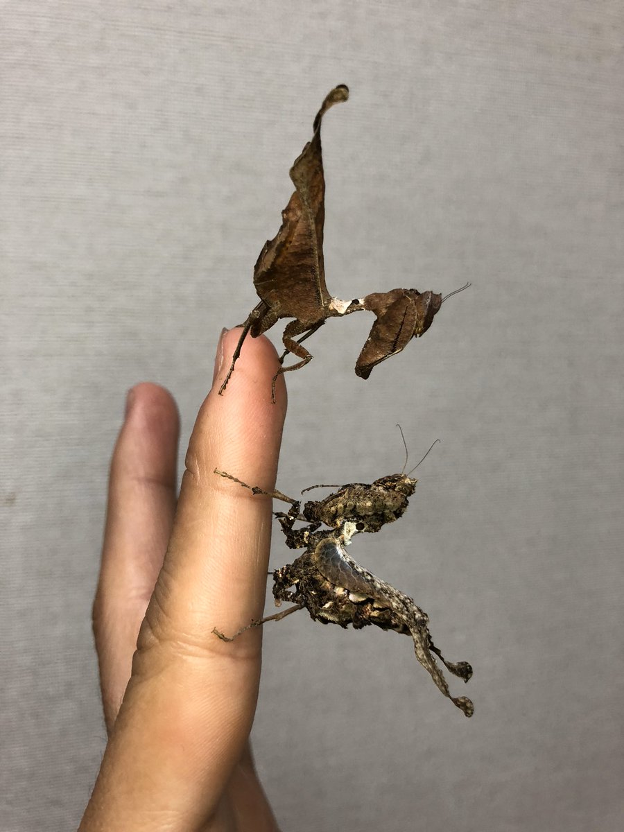 ニセコシオリカレハカマキリと無印のコシオリカレハカマキリ。よりコケ