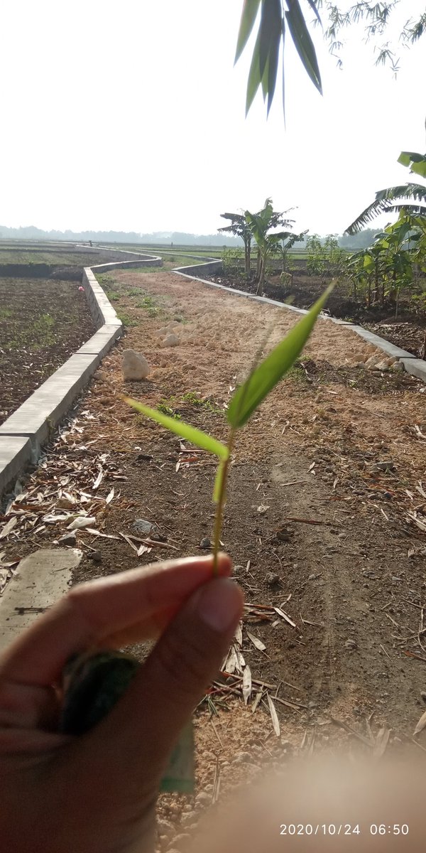 jen9ayu's tweet photo. Selalu ada konsekuensi dg apa yg kita lakukan bahkan dg apa yg kita ucapkan, terkadang rasa kecewa, penyesalan bahkan penghianat pasti ada, tapi dari situlah kita belajar untuk tetap bijak dan mampu untuk menguasai keadaan. #belajarAmanah https://t.co/pEqbM5Mdbg