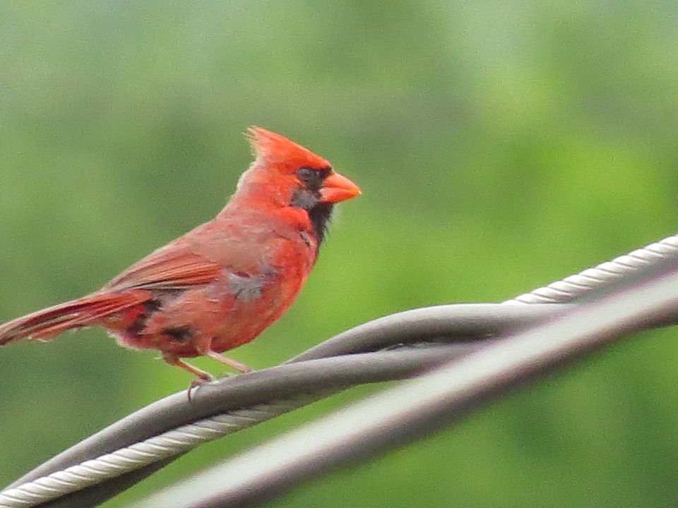 #FlashbackFriday #Cardinal pirched about to sing beautiful music in #Scranton #NEPA on a warm summer afternoon. @StormHour #nature #wildlifephotography https://t.co/G0Mwexofap