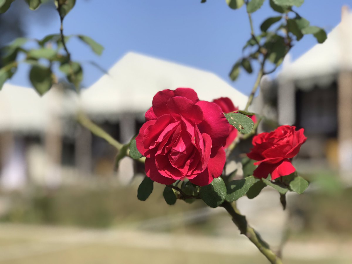 The #freshness of this flower may #aspire you to do something new this #weekend
#weekendvibes #feativeseason #weekendfun #weekendquotes #awara #ghumakkad #nomad #traveller #shotoniphone
@astronomadlife @astrophile_edu https://t.co/narlWnr0h1