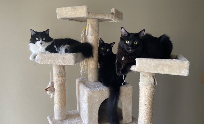 my kitties had a play date today 🥺💗 https://t.co/zWfxybGavV<a href="/tag/throne"class="tags"><span>#throne</span></a><a href="/tag/wishlist"class="tags"><span>#wishlist</span></a>