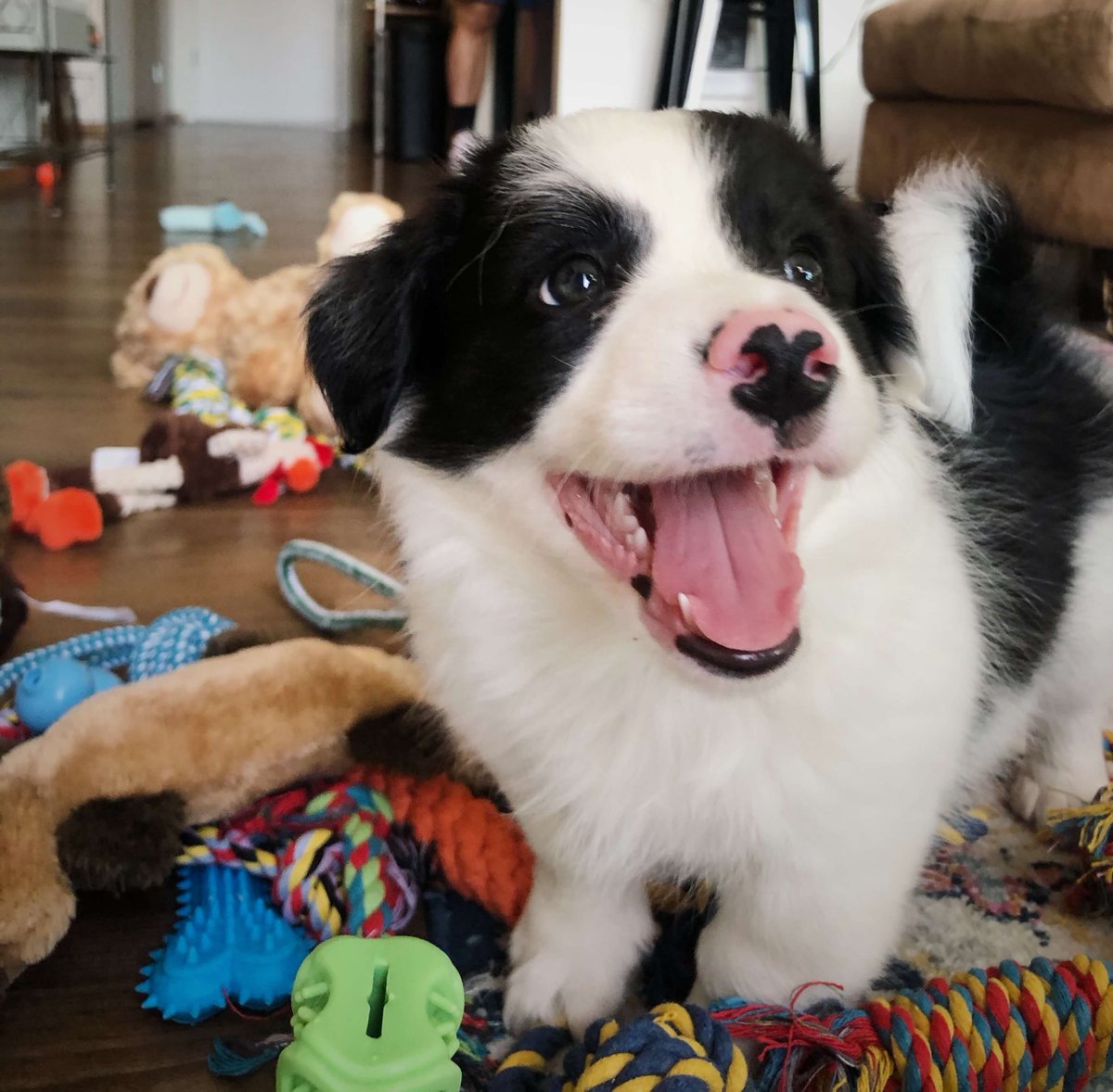 kimanhm's tweet photo. Dogs Name: Chip (Potato Chip)
Chip is a good boy for always advocating outside walk breaks, napping during client meetings, and art directing the arrangement of his toys on the floor. Agency: GreenRubino #AgencySpyDOTY https://t.co/fAKPuVo4Fq