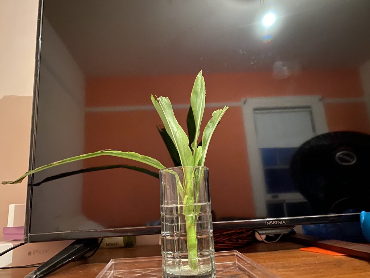Wakko the Vitagraph <a href="/CurbCorn/">Curb Corn International: Brooklyn</a> was resting in their glass, waiting for the days to pass, and roots to grow.

Our "corn specialist" snuck into a "corn specialist free" room and "diagnosed" the recovering stalk.

Recovery less likely.

Help fund food banks:
donate.curbcorn.com