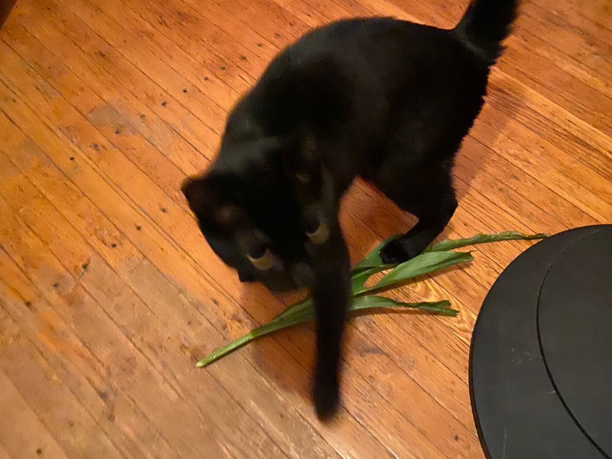 NotABombBunkE's tweet photo. Wakko the Vitagraph @CurbCorn was resting in their glass, waiting for the days to pass, and roots to grow.

Our "corn specialist" snuck into a "corn specialist free" room and "diagnosed" the recovering stalk.

Recovery less likely.

Help fund food banks:
https://t.co/vshL4DZABH https://t.co/eLCyGMI2rV