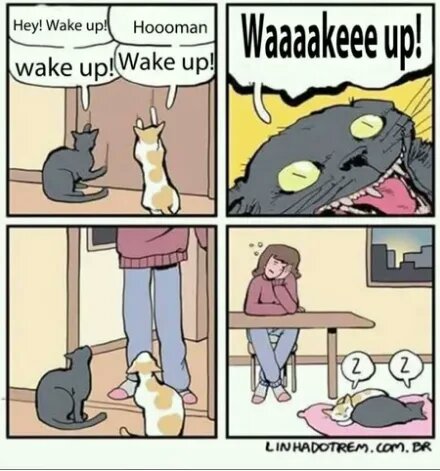 Cat life... 🤷🏻♀️ 😺😽😸
.
.
#Cat #CatsOnTwitter #catlife #kitty #kittykitty #pet #pets #petsoftwitter #hooman #WakeUp #awake #zzz😴 https://t.co/A9xyGcfOq9