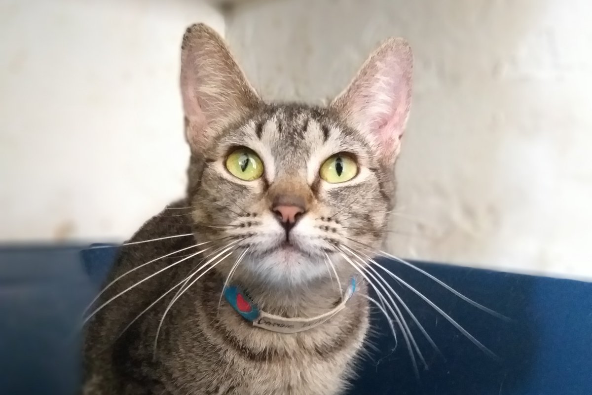 catlandrescue's tweet image. Daphne Blake já tá preparada pras visitas de amanhã e não consegue nem dormir de ansiedade. Será que amanhã será seu grande dia de ser adotada? ❤️

catland.org.br/Animals/Detail…