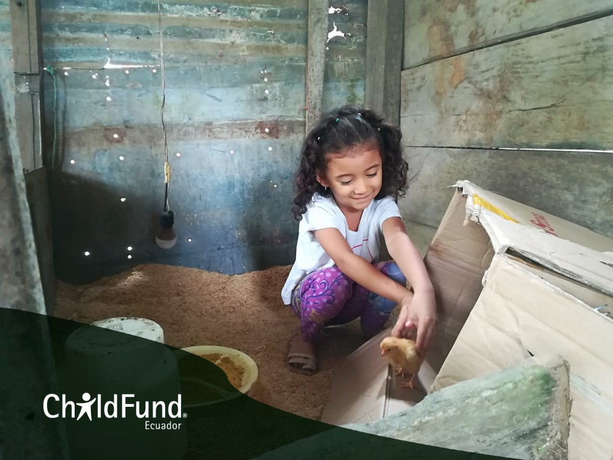 ChildFundEc's tweet photo. #ChildFund apoya la cría de animales menores en zonas rurales para reactivar la economía y mejorar la nutrición familiar. Además, acciones como cuidar, alimentar y jugar con los animales ayuda a que niños/as adquieran valores de responsabilidad en su hogar. #NiñezSegurayProtegida https://t.co/rg8fCYxcU0