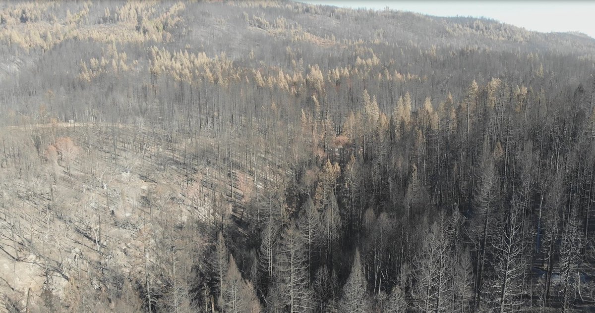 CALFIRE_ButteCo's tweet photo. #FallsIncident [final] All resources are off the trail. Please stay off the #FeatherFalls trail. These drone pictures show how devastated the area is from the fire. The trail is not safe as many trees have fallen and continue to do so. Thank you. https://t.co/TeeGPDIgKy