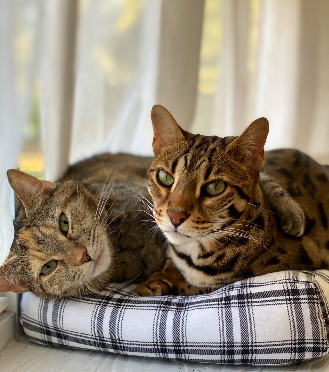 Thinking about f’ing with these kitties today .... #itswhatido 😏
The pack still gets annoyed by their every move. Every move. 🤦🏻♀️ #CatsOfTwitter https://t.co/FJjKdkm7NC