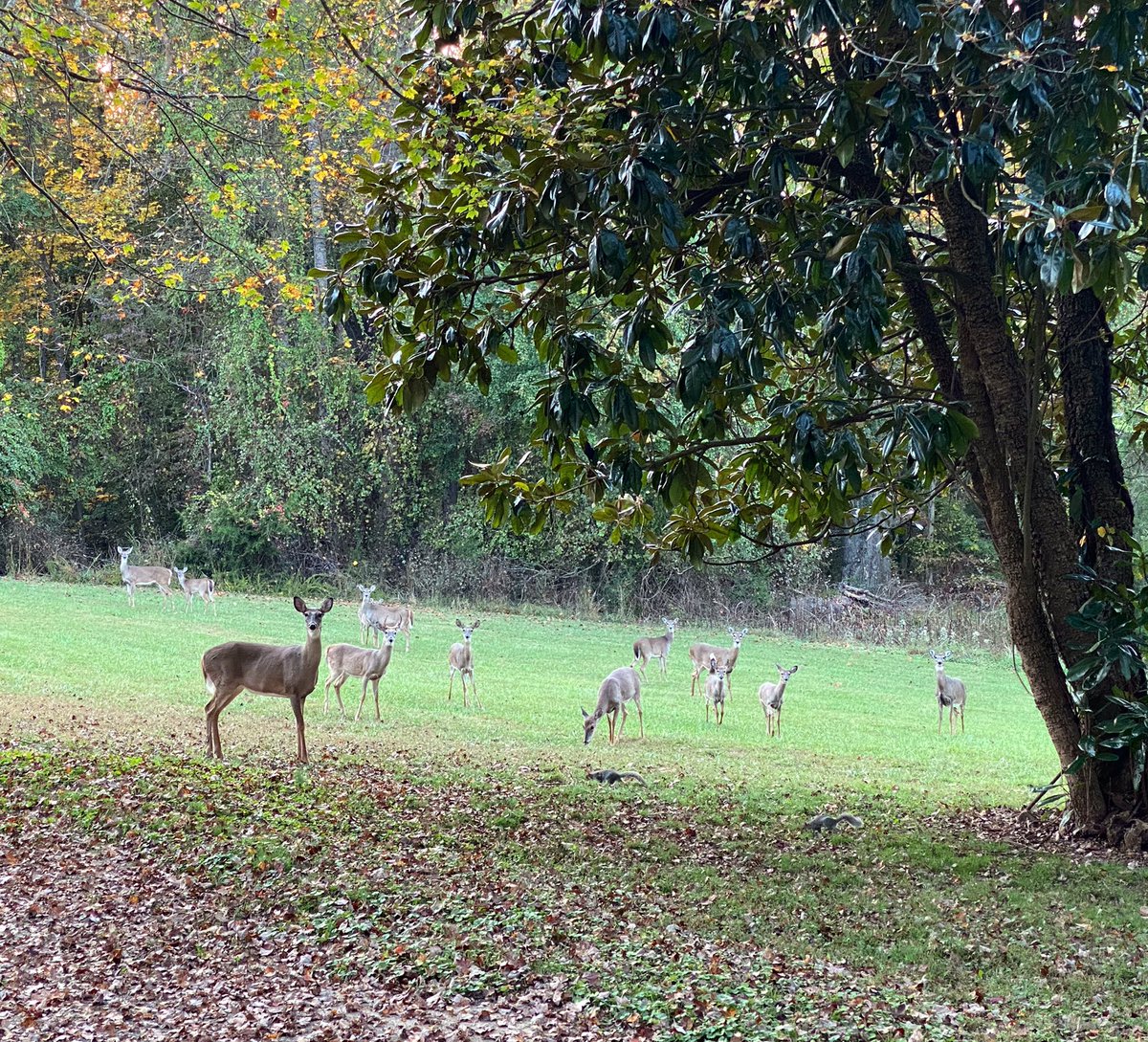 CathyLaDuke's tweet photo. Walked home from work to find this .. #campus #hellodeer #wildlifephotography #lovewhereyoulive #iphonephotography https://t.co/r9wsUlSfxP