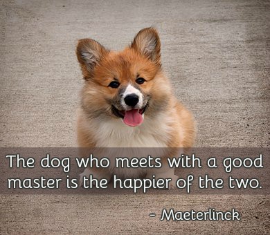 Berti_and_Ernie's tweet photo. The dog who meets with a good master is the happier of the two.-Maeterlinck#quote https://t.co/OP5YTIfxoy