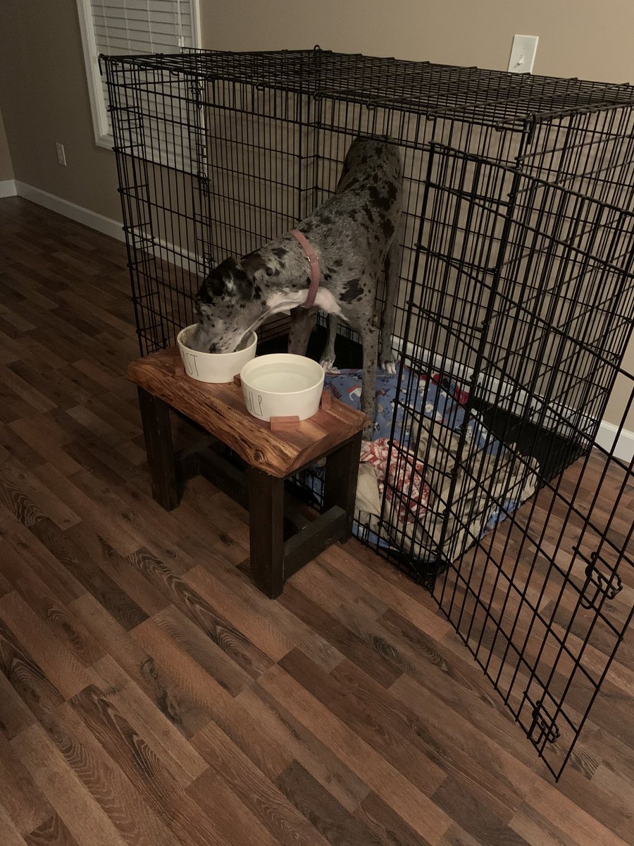 emibropar's tweet photo. @grantbenefield Day 3: still won’t stand on the floor long enough to eat dinner https://t.co/ABptG6YvUN