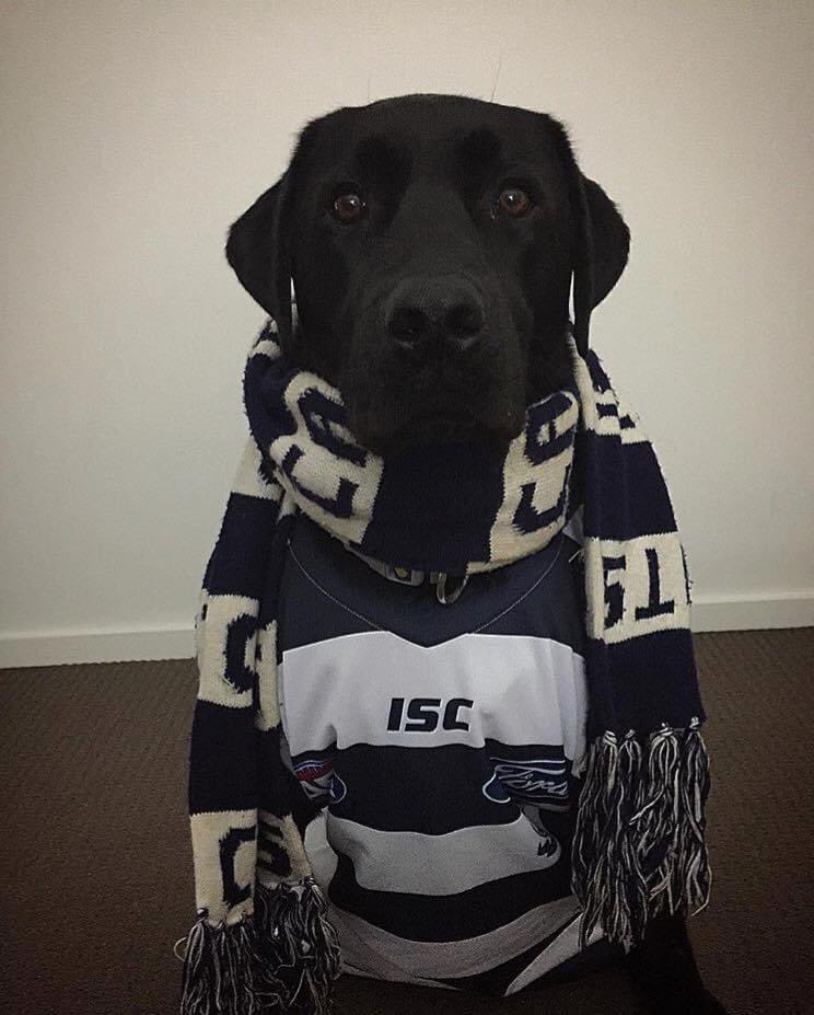 BrookePatman's tweet photo. @dangerfield35 ‘s biggest supporter. All ready for the @AFL grand final and @GeelongCats to win the flag 🙌🏻🔵⚪️
#AFLGrandFinal #AFLGF #afl #geelongcats #geelongdog https://t.co/08TBfj9Tfz
