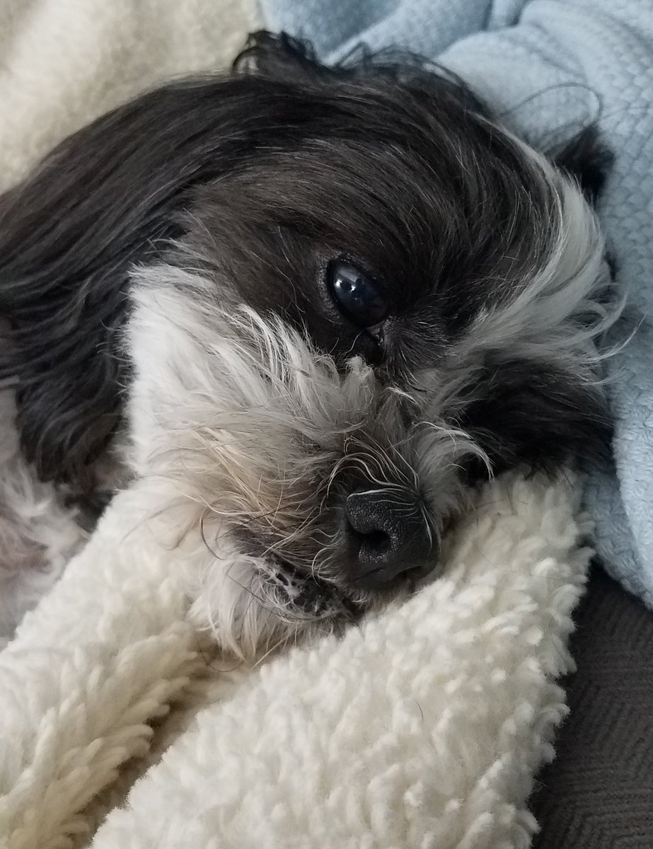 ClipperEdwards's tweet photo. Today's my 9th birthday! https://t.co/Pb3OCejFm7