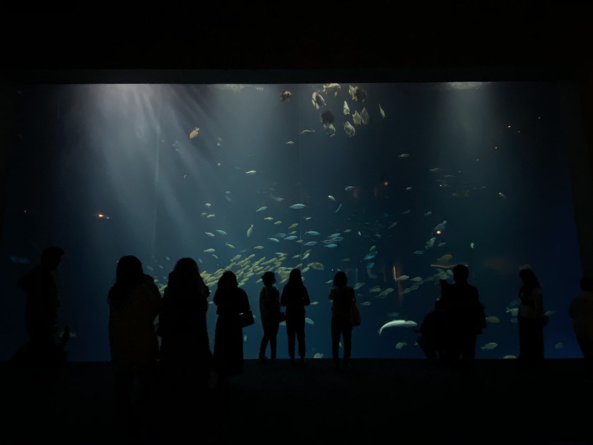 baske41468585's tweet photo. 四国水族館 https://t.co/nj9iHbr46U