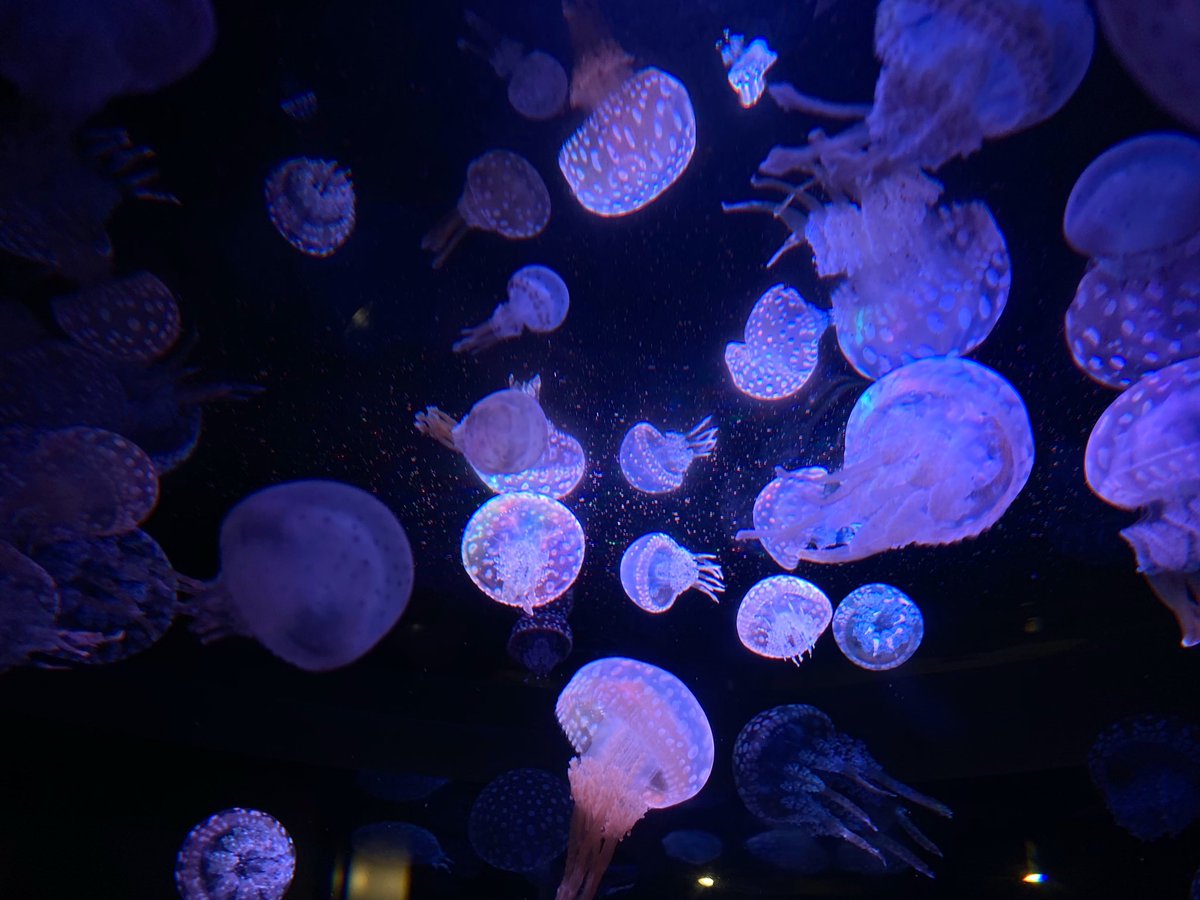 baske41468585's tweet photo. 四国水族館 https://t.co/nj9iHbr46U