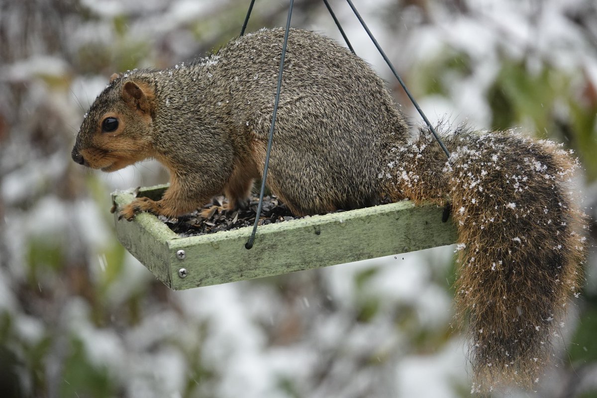 A tail of snow. The Fox Squirrel’s first snow. #TwitterNatureCommunity #squirrels #naturelover https://t.co/wRIhayGk00