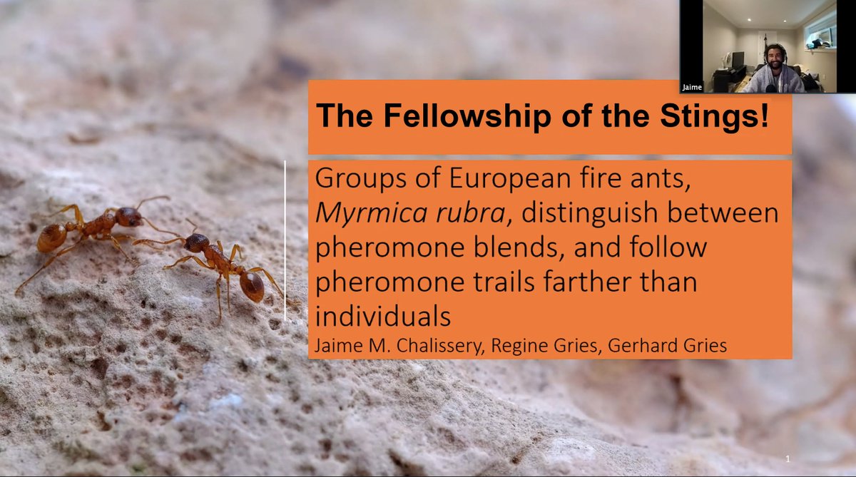 GriesLab's tweet photo. Last (for now) but certainly not least was @ChalisseryJaime talking about E. fire ants (🔥🐜) at both #EntSoc2020 and #ESBC2020 and how in this sp., "one [ant] does not simply" respond to pheromone trails… https://t.co/zadvKrCwYh