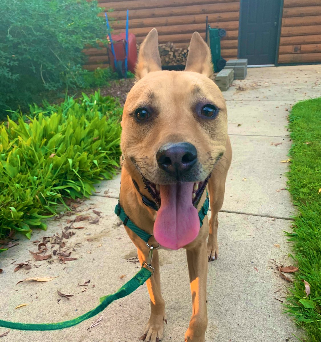 blondebastic's tweet photo. Jameson went to the vet today &amp; I’d like to let everyone know that not only was he a v good boy, he also slimmed up a tiny bit back to his IDEAL weight #bodybyquarantine https://t.co/iv1csiIx3y