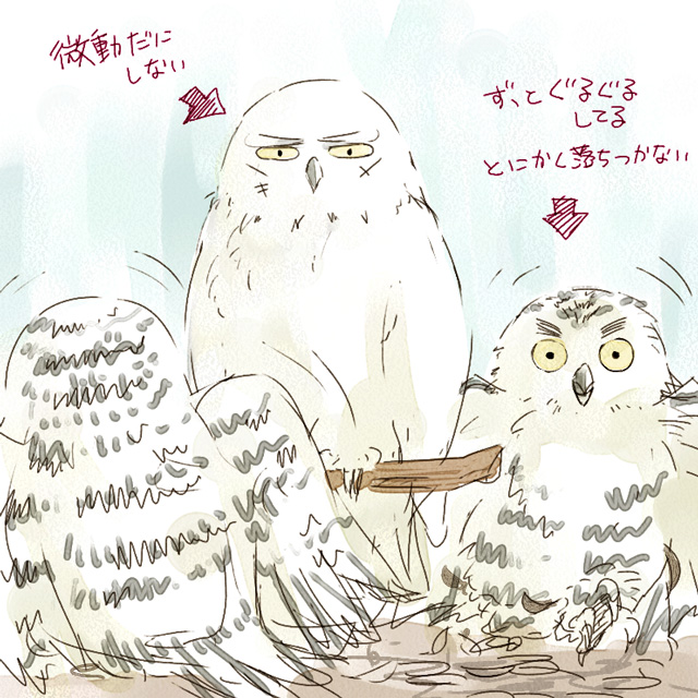 そういえば、特に意味はないですけど大昔に某花鳥園に行ったときに見たフクロウがめちゃくちゃ六ろっぽいなと思って描いた落書きを再掲しておきます
特に意味はないですけど 