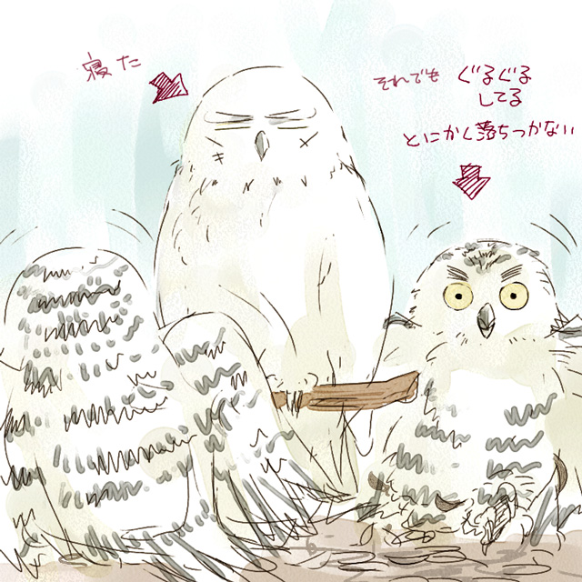 そういえば、特に意味はないですけど大昔に某花鳥園に行ったときに見たフクロウがめちゃくちゃ六ろっぽいなと思って描いた落書きを再掲しておきます
特に意味はないですけど 