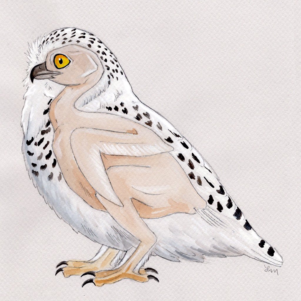 Some may be shocked to find out just how little there is to these massive owls under all those feathers... I mean, look at that skinny neck. 😂

This study was inspired by a similar illustration of a de-feathered thrush by illustrator John Muir Laws 😊

#sciart #scicomm