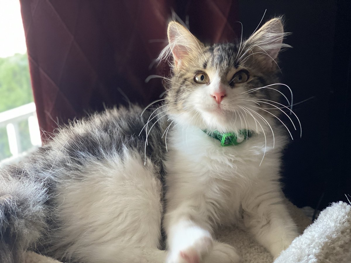 her and her siblings were in foster care until they got better, and were old enough to be fixed. but she& #39;s home now & healthy & happy!