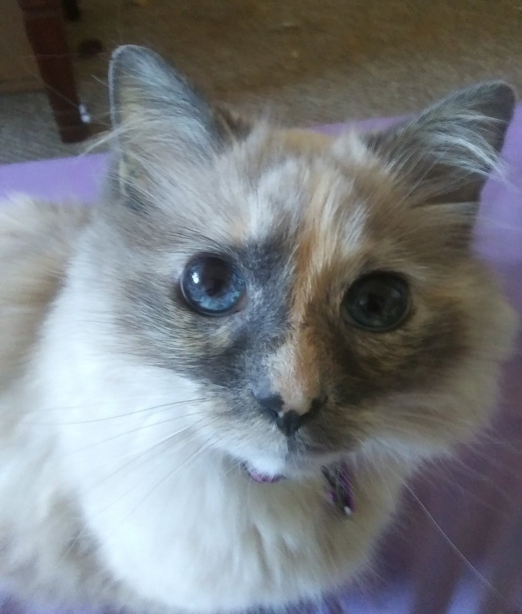 ragdollmom25's tweet photo. #HelloTwitterverse
Hi hi all our friends. Mama says sworry we didn't say good morning. 
Mama sleeping lots. She sleep almost more than me.
She says it something called 'Seesonl Afective Disorder.' She haz to sit under a light. It twick her brain to think it sunlight.
1/4 https://t.co/KIkJRhFaVY