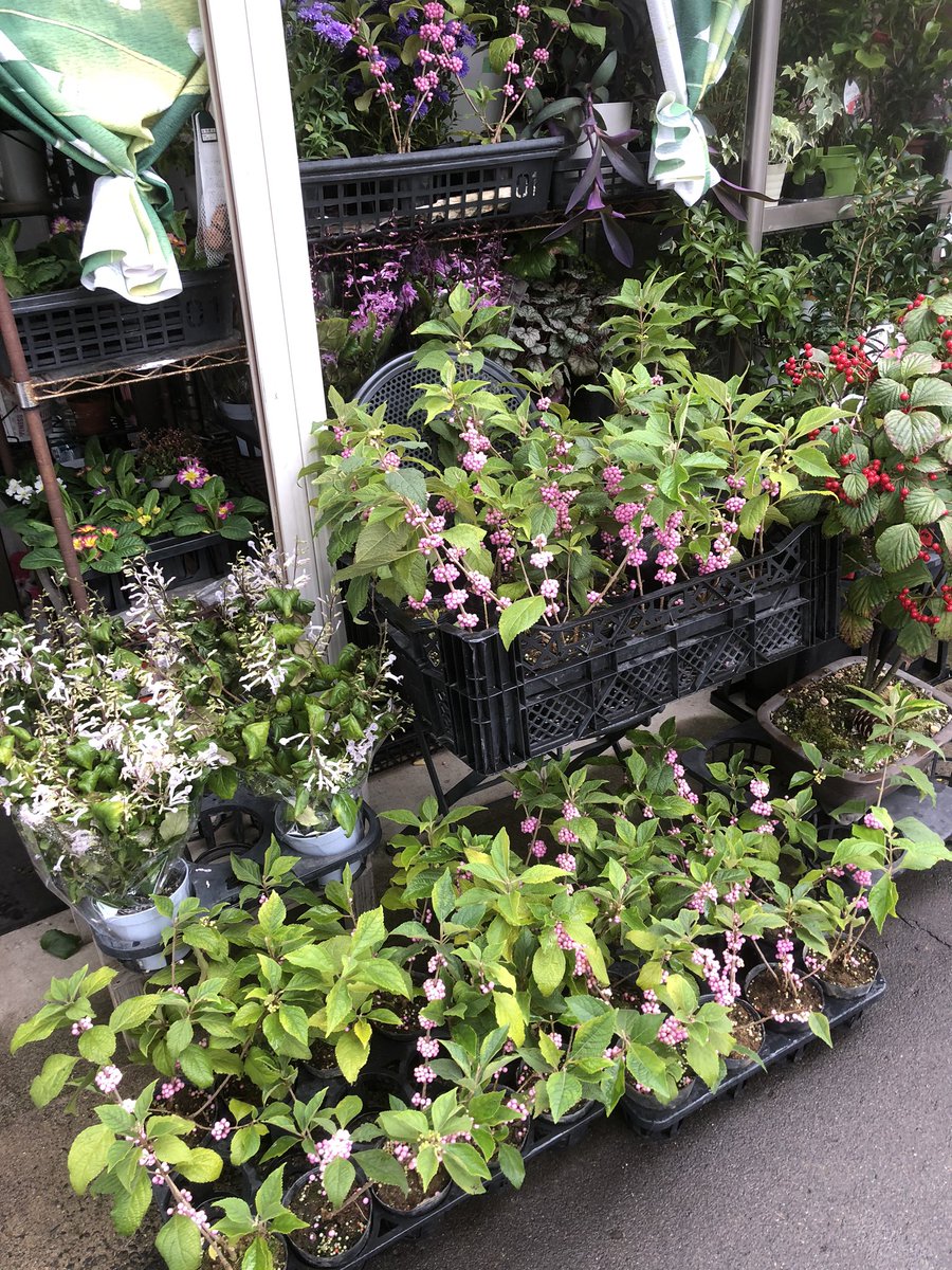 ツツミ商店 生花部 ツツミ生花店 ケイトウ アマランサス ハンギングレッド プレクトランサス 桃式部 四季咲き薔薇 ミスターリンカーン ストロベリーアイス チンチン 笑