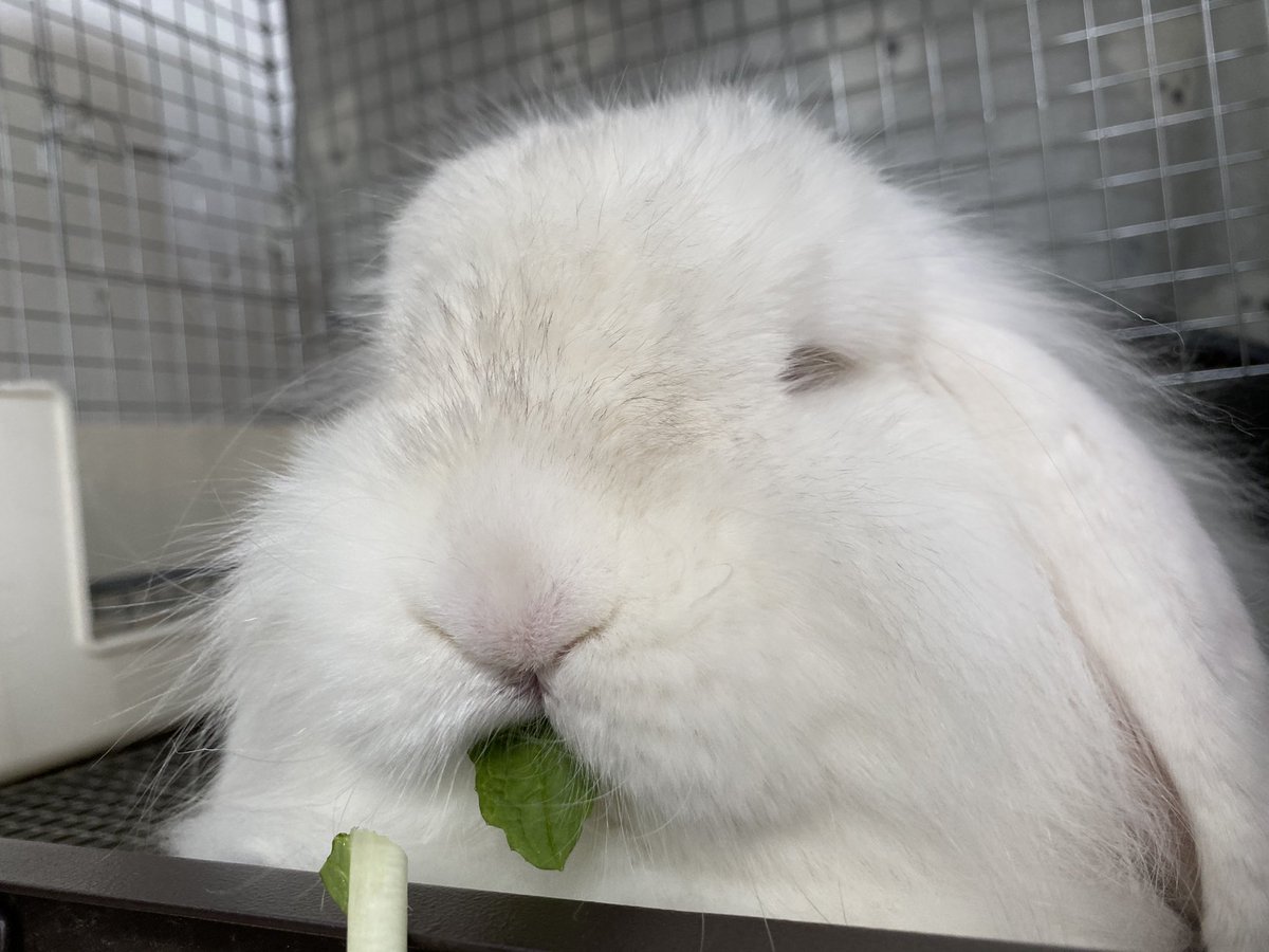 大根の葉っぱ好きなんだよね、かわいいね