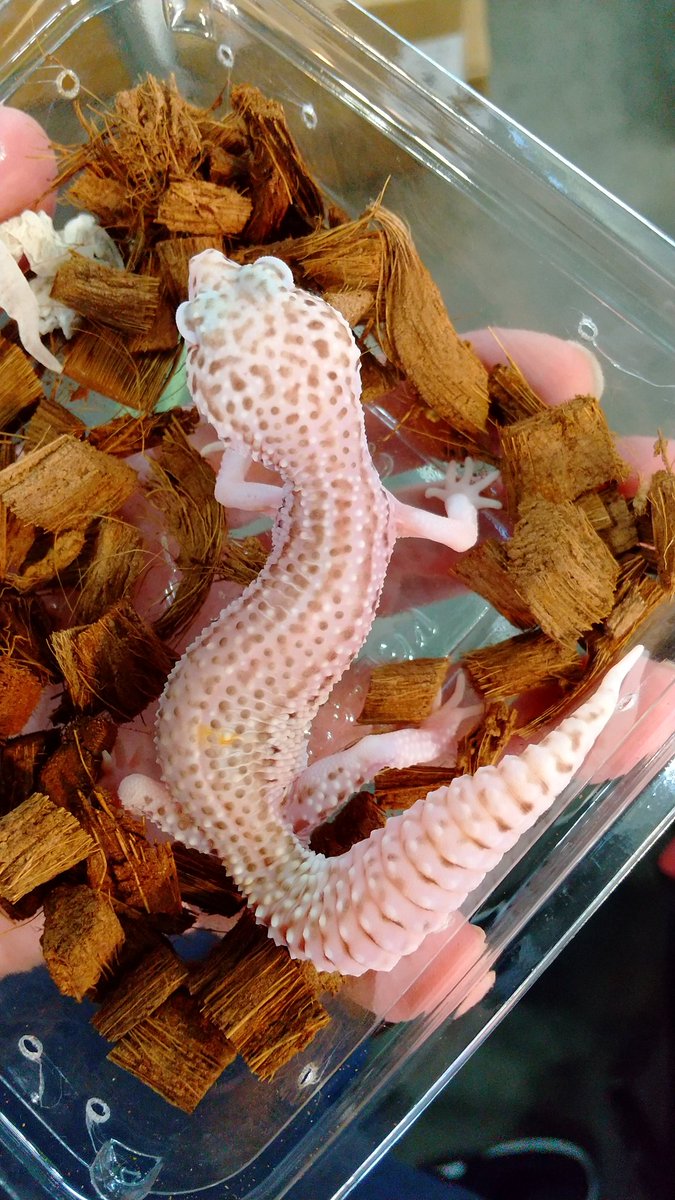 爬虫類ショップアンテナ博多店 ナゴレプ生体一部です レオパ オーロラエニグマ ホワイトナイト スーパーレーダー ブラッド