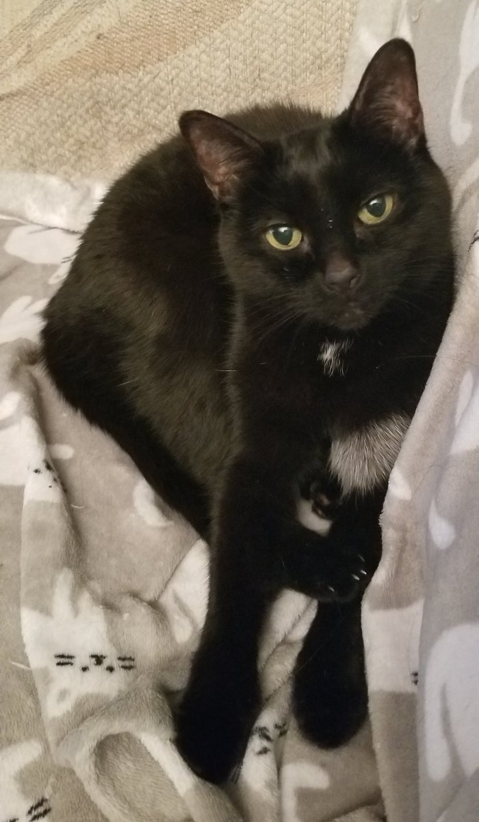 nancy albino tweet media