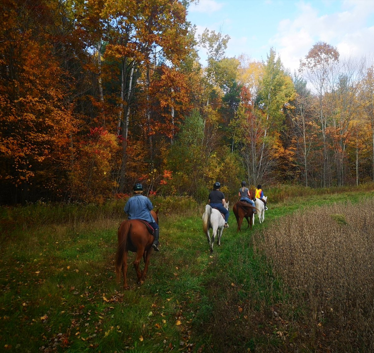 NicholeSolomag's tweet photo. The Best View.  #OTTB #RunSnicksterRun #thebestestboy #trailridewithfriends #autumn #bliss #closetoheaven #amazing #blessed #grateful https://t.co/vptVvyA6FQ
