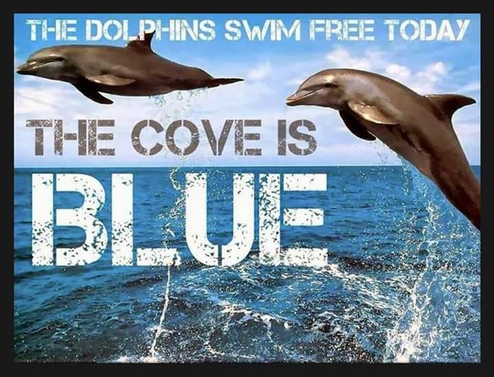 OceanicRescue's tweet photo. We have a beautiful BLUE COVE DAY In Taiji, Japan! ππ¬
#LetsTakeActionTogether! >> https://t.co/EQr8cgP0MA https://t.co/RJFImRah6G