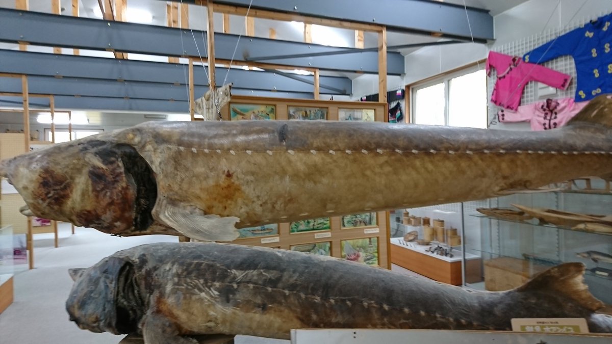 萱野茂二風谷アイヌ資料館