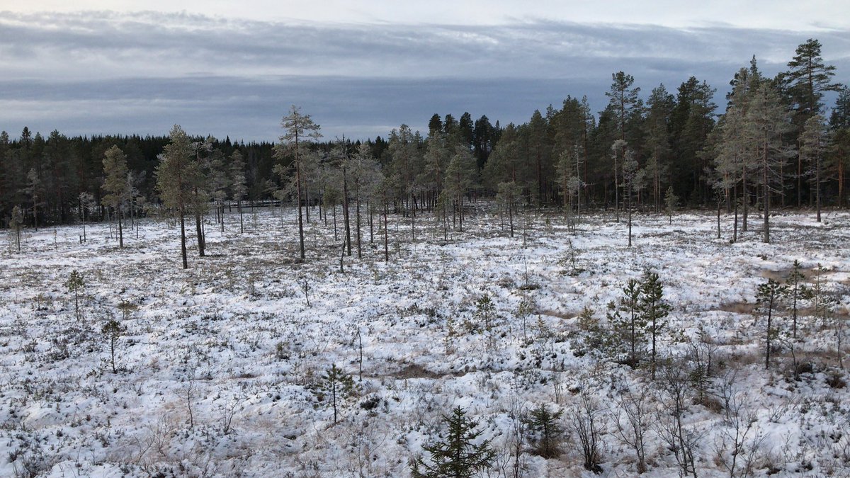LGorgen's tweet photo. #Älgjakt Snön har lagt sig på myren 2 grader kallt https://t.co/nGIKVgIR6A