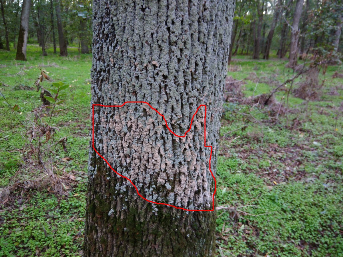 LichenicolousF's tweet photo. A few days ago we have a nice field trip to old parks in Southern Ukraine. Autumn is a great time to find new and interesting lichenicolous fungi.I was amazed that one of these species infected a very large area of lichen cover. It was Trichothecium roseum on Physconia grisea. https://t.co/FLwJsQ6ExG