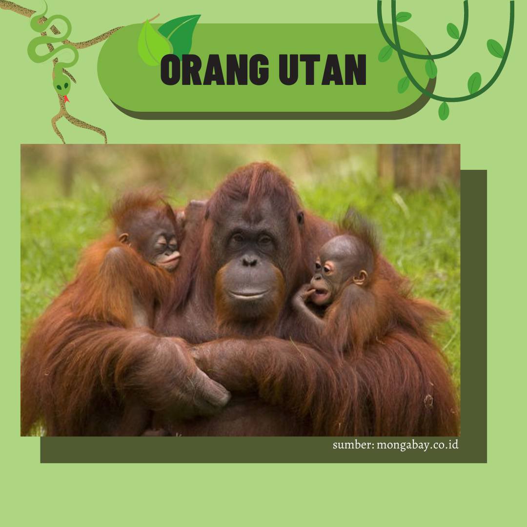 Elpala_68's tweet photo. Kondisi pandemi mengakibatkan penurunan pendapatan di Kebun Binatang, karena banyak orang takut untuk berpergian ketempat ramai. 

Disaat kondisi seperti ini, tentu pemasukan untuk pembiayaan makan hewan berkurang. https://t.co/3o5UAm2uSG