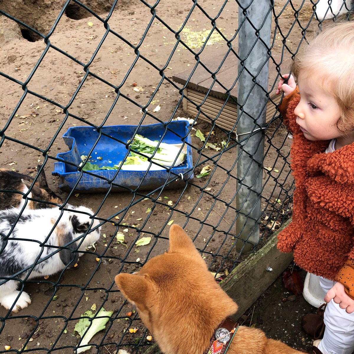 Gisteren gingen wij naar de #kinderboerderij! We mochten zelfs de konijntjes voeren🥰 Het was superleuk!🥳