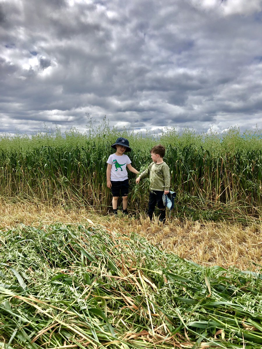 Oats sown with Darryl Drill. Let’s see how the South Coast weather treats us <a href="/DirectSeeding/">Direct Seeding</a>