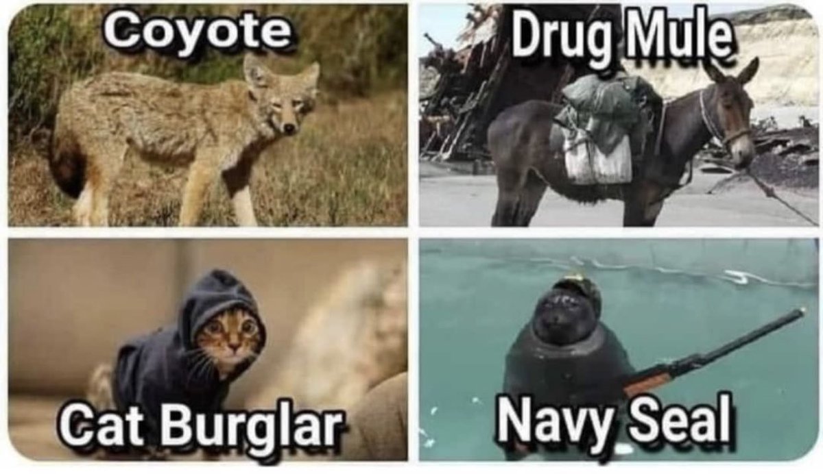 coyote, drug mule, cat burglar, navy seal, TeamKJ, Kevin Jackson