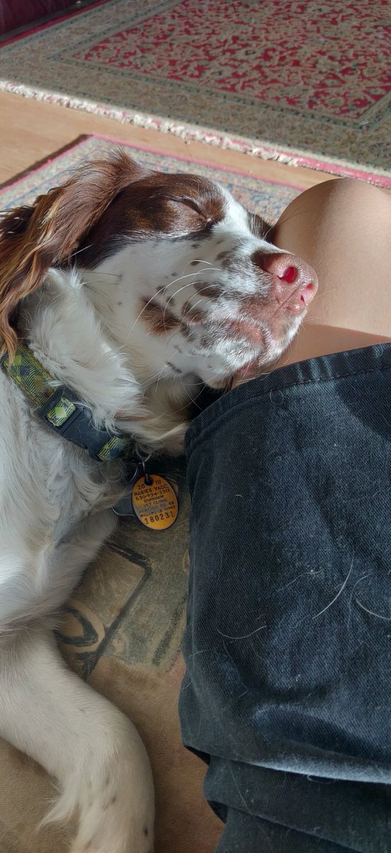 johnriceguy's tweet image. Old picture of the family pup #madt307