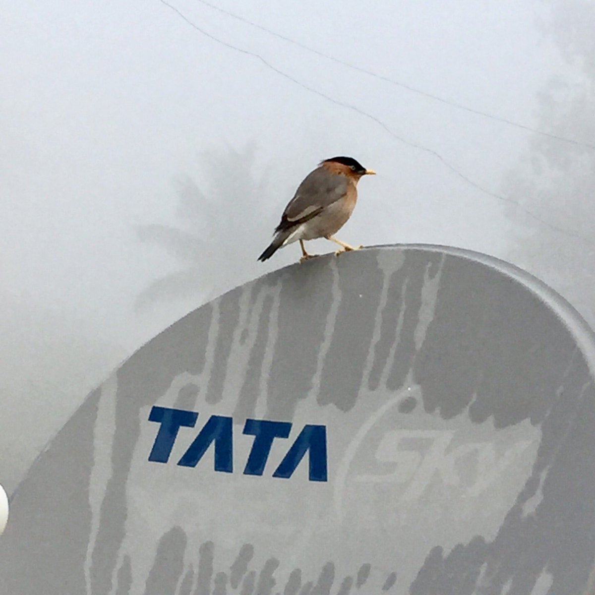 The little myna warms up in the early morning sun.