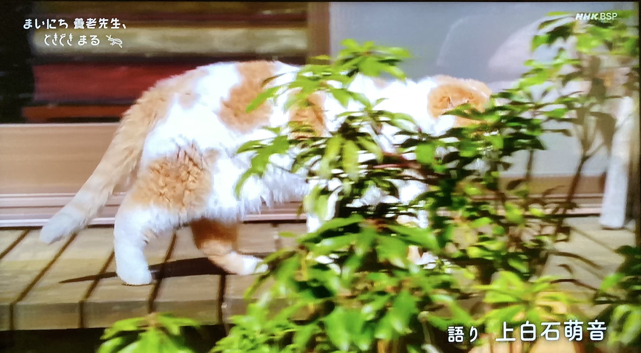 ばばやん Di Twitter Nhk Bsp で再放送 萌音ちゃん ナレーション まいにち養老先生 ときどき まる めぐる春 10 24 土 23 30 解剖学者 養老孟司 バカの壁 でも知られる知の巨人は 古都 鎌倉でどんな暮らしをしているのか その鍵を握るのは御歳19歳 人間で