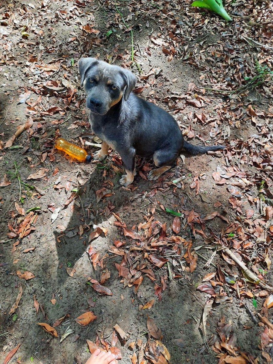 melaniie_719's tweet photo. Abandonada y embarazada.
🚨Esta perrita anda por 4 esquinas Cariari de Pococi
 Ya le conseguimos casa cuna y alimento
Se necesita llevarla al veterinario, la consulta cuesta ₡14 000
*cualquier donación será de gran ayuda 

Sinpe Móvil 6217 6609
Kristal priscilla Pryce Quesada https://t.co/5PXHW5NVT6