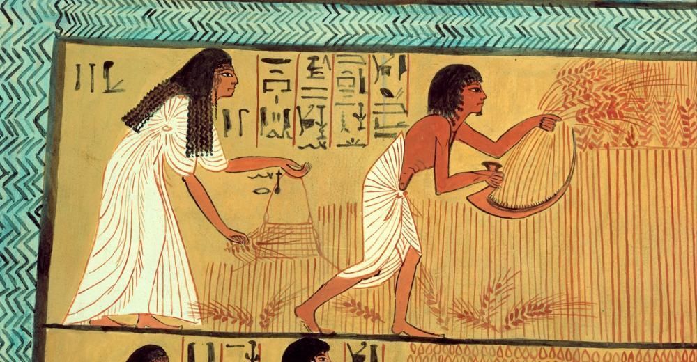 aleshammah's tweet photo. Los egipcios ya modificaban genéticamente el trigo hace 3.000 años https://t.co/Ytj5aTmNsE https://t.co/tMEh0LmaqT