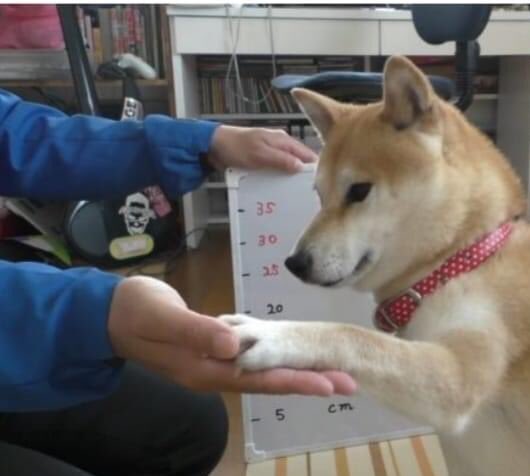 ChaCha_neBo's tweet photo. Good boi...very brave, very good, arigato! #howtotrainyourdog #กล้ามากเก่งมากขอบใจ https://t.co/MqlIS2avz3