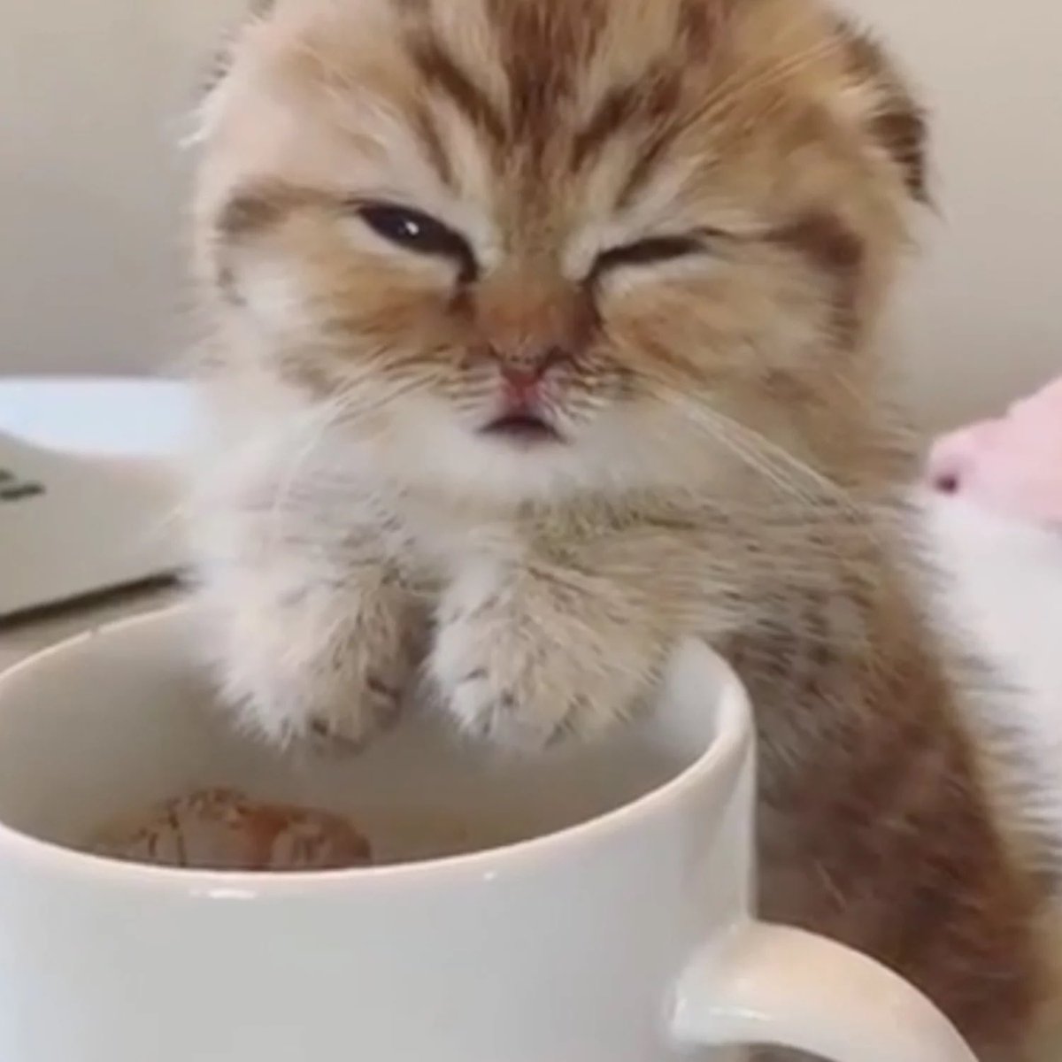 haru as kittens: a necessary thread