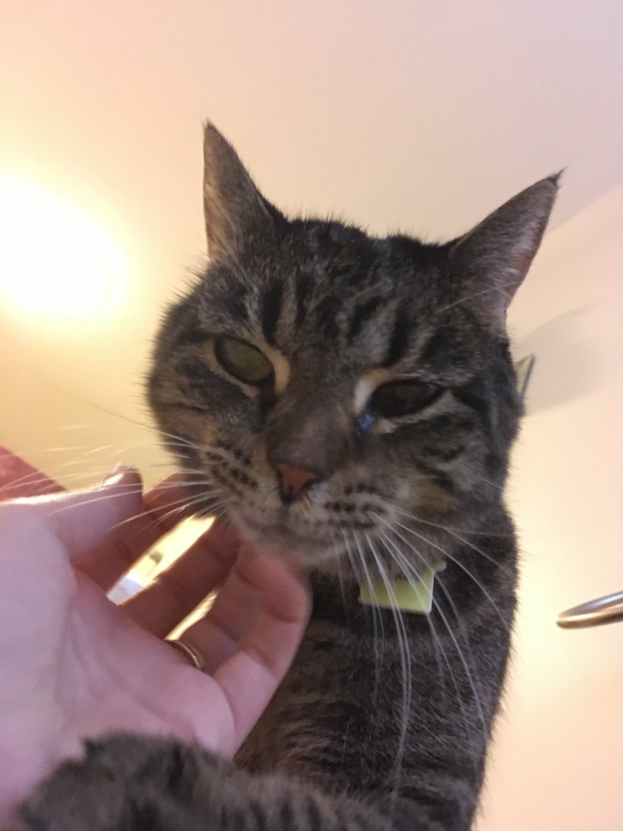 CobournJodi's tweet photo. Day 21 of #365daysofharley
.
#harley #perfectbeing #resteasy #catsoftwitter #bestgirl #soulcat #firstborn #prettiestkittyinalltheland #iloveyousomuch #imissyousomuch https://t.co/jR0B9m0BRu
